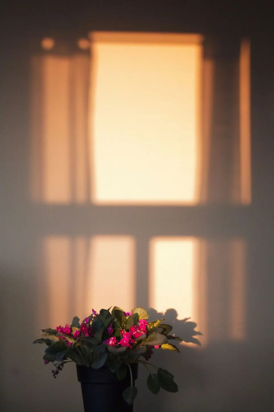 a potted plant sitting in front of a window